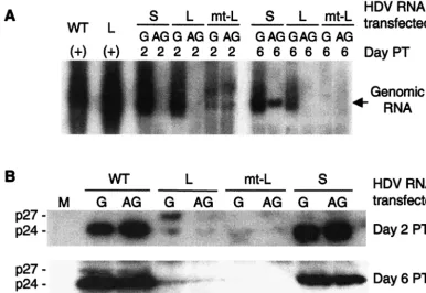 FIG. 6. Replication of the HDV-S, HDV-L, and HDV mt-L RNAs in HuH7 cells. (A) HuH7 cells were transfected with HDV-S, HDV-L, orHDV mt-L genomic-strand RNAs, respectively (15)