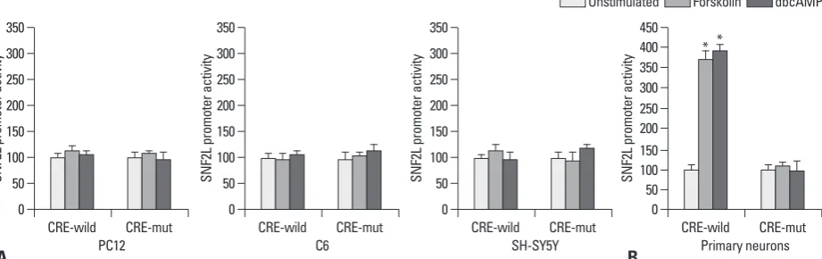Fig. 1. Effects of forskolin or dbcAMP on the promoter activity of human SNF2L gene in PC12, C6, SH-SY5Y and rat primary neurons