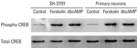 Fig. 2. Effect of cAMP on endogenous SNF2L gene expression in PC12, C6, SH-SY5Y and rat primary neurons