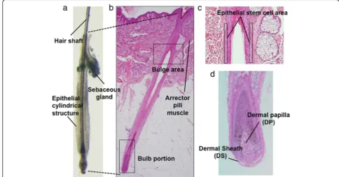 Fig. 1 Normal human scalp hair follicle structure. a A hair follicle microdissected from human scalp (an anagen hair follicle is presented)