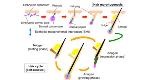 Fig. 2 Hair follicle morphogenesis and hair cycle Hair follicle morphogenesis and hair cycle are enabled by well-orchestrated epithelial-mesenchymal interactions