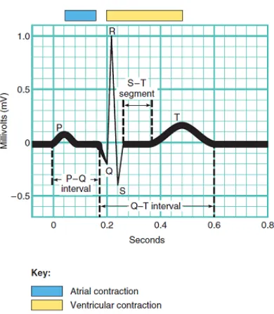 Figure 2.8: A normal ECG through Lead II.