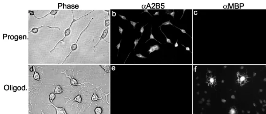 FIG. 1. Morphological and biochemical properties of the undifferentiated CG-4 progenitor cells and the differentiated oligodendrocytes