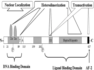 FIG:5 FUNCTIONAL DOMAINS OF VDR 