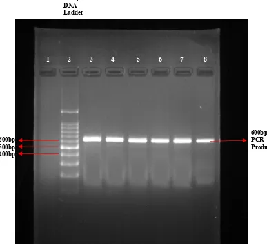 FIG :10     PCR PRODUCT- rs731236 