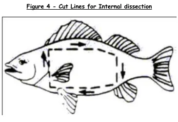 Figure 4 - Cut Lines for Internal dissection 