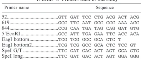 TABLE 1. Primers used in this study