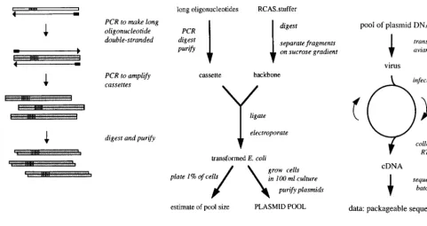 FIG. 1. In vivo selection: experimental procedures and cloning. (A) Production of mutagenic cassette