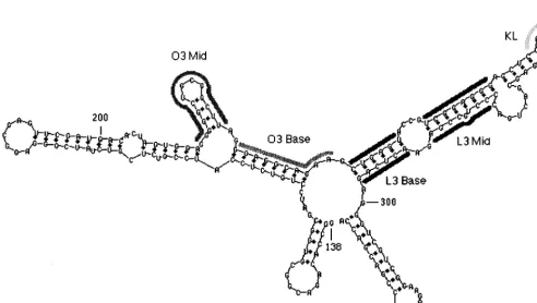 FIG. 2. Sequences of viral RNA from the SR-A strain of RSV and from RCAS.SE-derived virus from nt 194 to 332 (top two lines) and sequences of the ﬁvemutagenic cassettes used in the randomization experiments