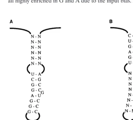 FIG. 4. Randomization of O3 Base. (A) Diagram of the O3 element andadjacent sequences