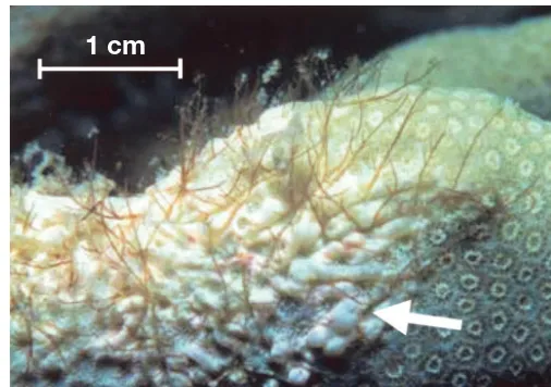 Fig. 1. Corallophila huysmansiidrica. Tissue death of coral Porites cylin- following overgrowth by filaments of red alga C