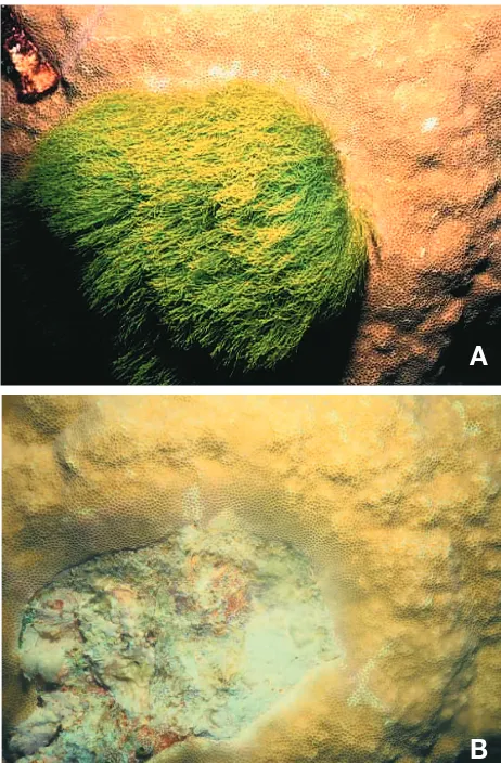 Fig. 2. Chlorodesmis fastigiataamidst live coral on Rib Reef, mid-shelf central GBR. Highlyconspicuous tufts apparently deter herbivores by means ofsecondary metabolites, but nonetheless remain as smallpatches and do not grow into extensive beds