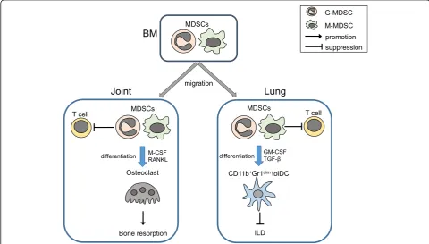 Fig. 1 The plasticity of MDSCs in non-neoplastic inflammatory conditions. MDSCs from the bone marrow of CIA mice can differentiate intoosteoclasts capable of bone resorption in vitro and in vivo
