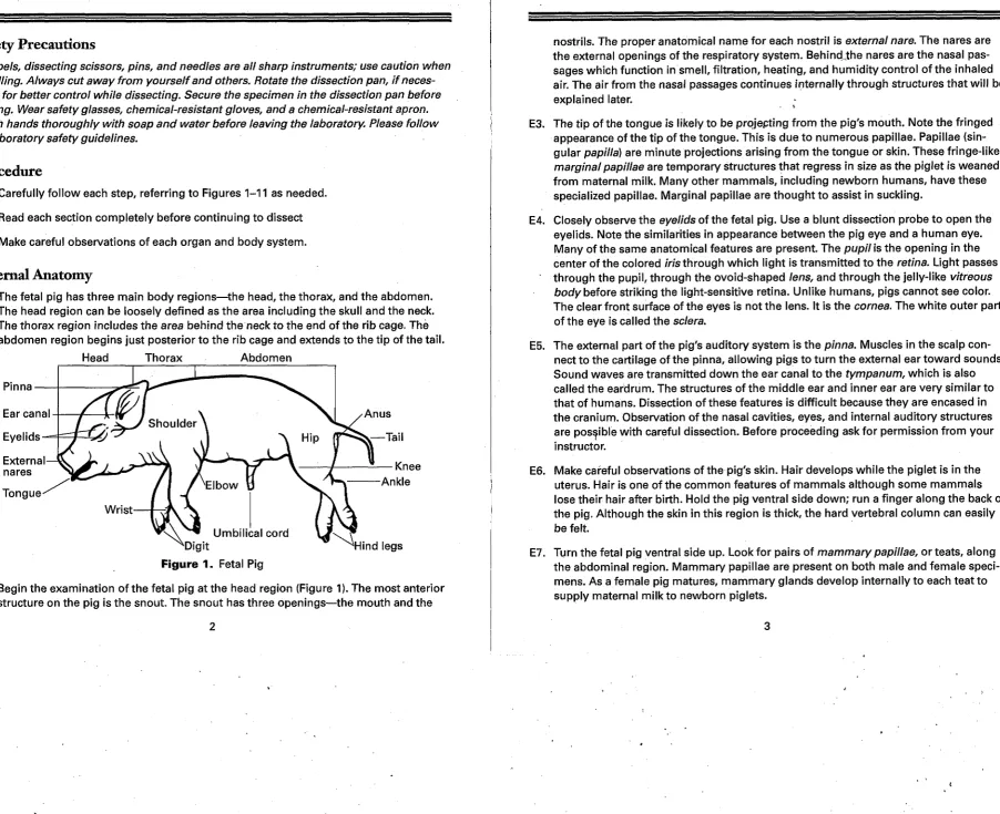 Figure 1. Fetal Pig 