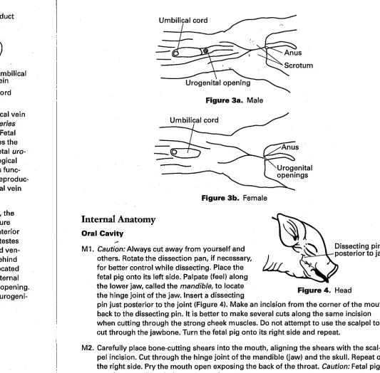 Figure 2. Umbilical Cord 