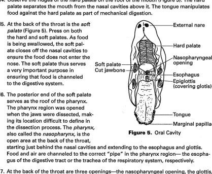 Figure 5. Oral Cavity 