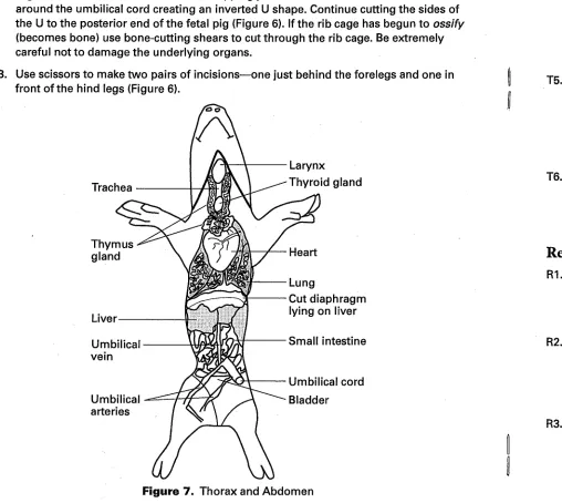 Figure 7. Thorax and Abdomen 
