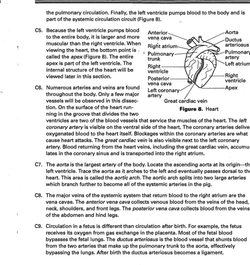 Figure 8. Heart 