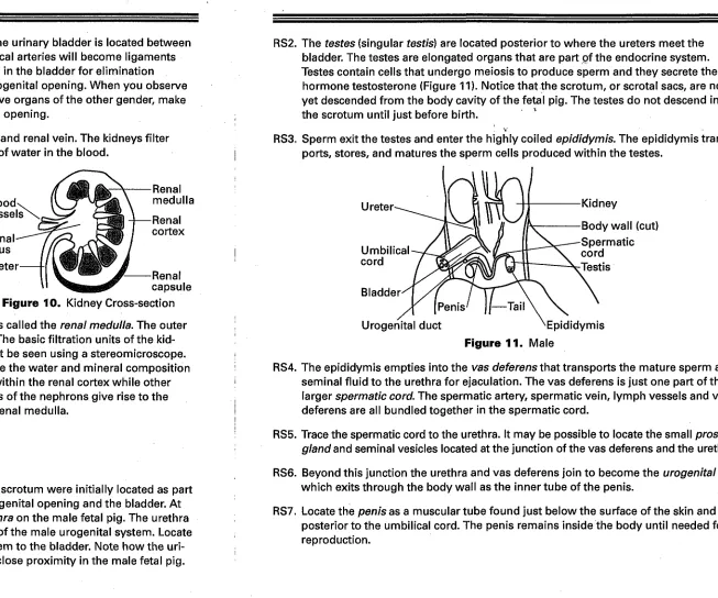 Figure 10. Kidney Cross-section 