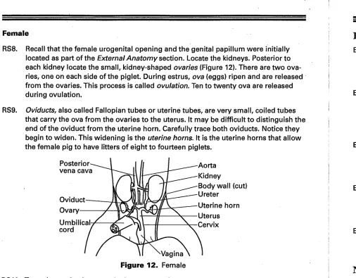 Figure 12. Female 