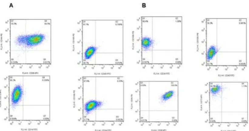 Figure 2: Morphology of BFP-MSCs and GDCs after osteocyte and chondrocyte differentiation (day 21)