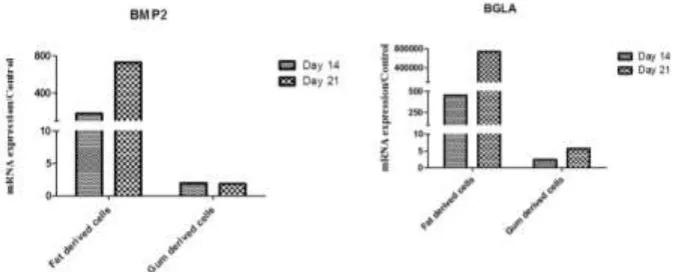 Figure 3: Evaluation of BGLA and BMP2 genes expression in BFP-MSCs and GDCs differentiated to osteocytes after 14 and 21 days post treatment of the cells