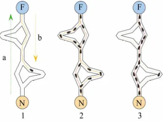 Figure 1. The first ant locates the food source (F), following one of the possible ways (a), then comes back to the nest (N), leaving behind a pheromone trail (b)
