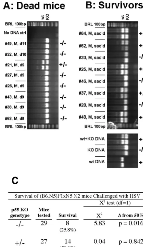 FIG. 2. Linkage of Hrltimes the LDp55lated with homozygosity and heterozygosity, respectively, for the p55null mutation ( to the p55 locus