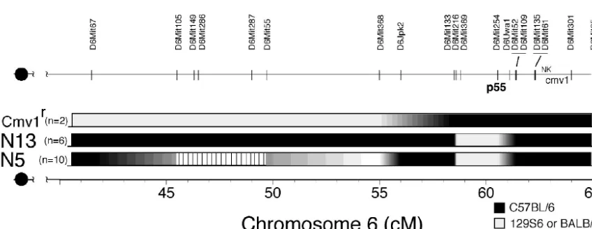 TABLE 2. p55�/� Hrl congenic strains are resistant toMCMV infection