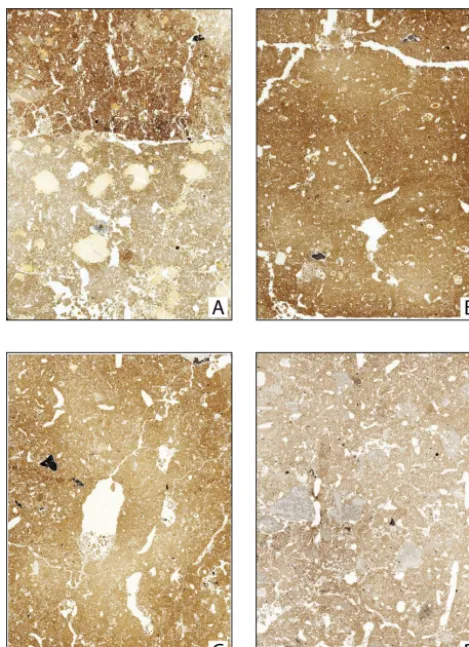 Figure 9.Figure 9: Flatbed scans of selected thin sections prepared from the sequence at Arbreda cave
