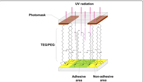 Fig. 1 Schema of cell transfer technology.transferred using cell transfer substrate with grid patterning