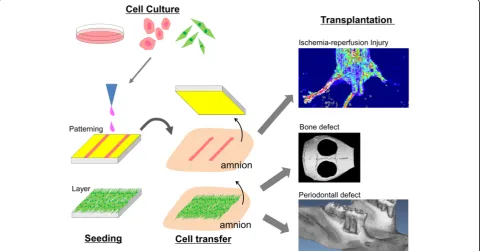 Fig. 3 Schema of cell transplantation by cell transfer technology. Cells are transferred onto amnion surface using either patterning or layer celltransfer substrate