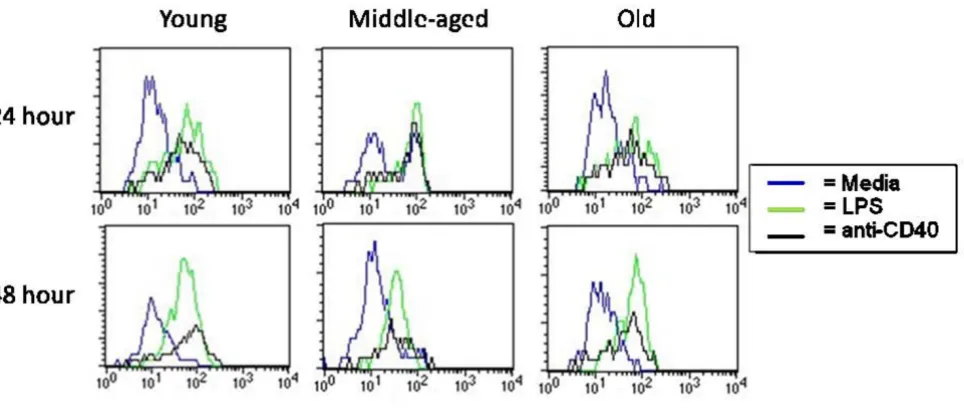 Figure 2Splenocytes from aged mice are able to upregulate CD86 effectively upon stimulationSplenocytes from aged mice are able to upregulate CD86 effectively upon stimulation