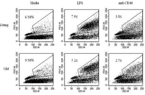 Figure 5Aged B cells are able to effectively produce blast cells in response to stimulationAged B cells are able to effectively produce blast cells in response to stimulation