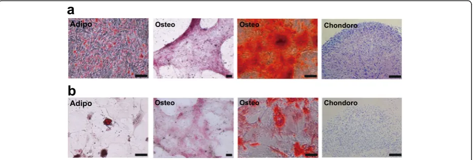 Fig. 2 ab Adipogenic (Adipo), osteogenic (Osteo), and chondorogenic (Chondro) differentiation of LNGFRLow+THY-1High+ cells