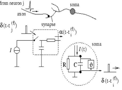 Figure 1. I&F neuron model. 