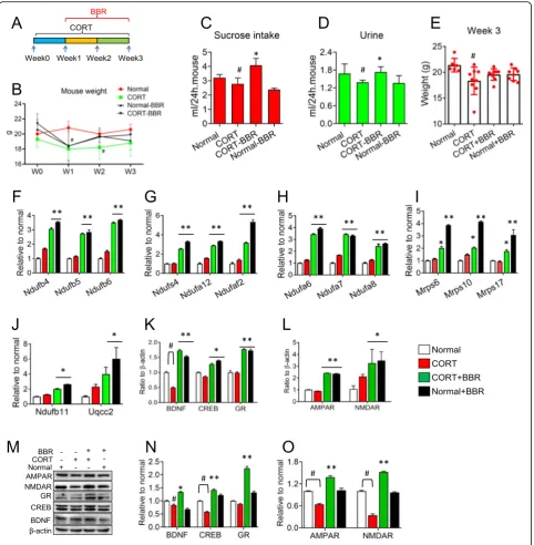 Fig. 6 mRNA expression of the proteins in mouse brain after chronic injection of corticosterone (CORT)