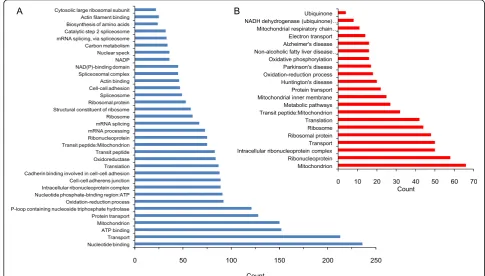 Fig. 2 Annotation clustering of proteins regulated after the administration of CORT in C17.2 cell in vitro