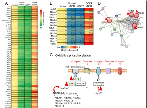 Fig. 5 The variation of protein expression after administration of corticosterone (CORT) and berberine (BBR) indicating the correlation tomitochondrion