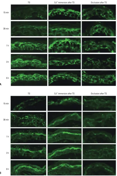 Fig. 3. Effect of epidermal Ca2+ gradient modulation on the expression and localization of Cldn-1 and Cldn-4 in murine epidermis