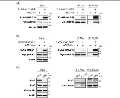 Fig. 5 Interaction between MLC1 and ARP2/3 complex. a and b FLAG-MLC1-GFP, ARP3-V5, and ARP3-Myc were co-expressed in COS-7 cells andused for co-immunoprecipitation