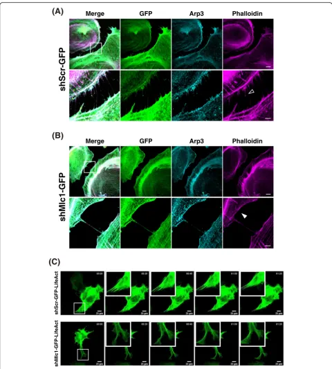Fig. 6 Downregulation of Mlc1 induced lamellipodia formation and dynamic membrane fluctuation in primary astrocytes