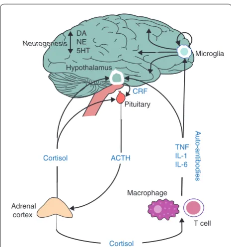 Figure 1. Potential effects of immune system activation of the hypothalamic-pituitary-adrenal axis and brain function