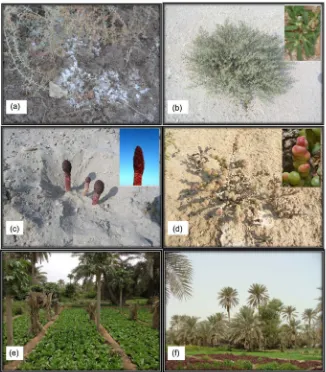 Figure 5. Moderate saline soil class with halophytic plants that are resistant to saline-soil conditions (a) to (d), and agricultural fields with low salinity (e) and (f)
