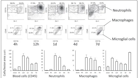 Fig. 1 Time course of infiltrating inflammatory cells in injured spinal cord. A quantitative time course evaluation of the infiltrated neutrophils(CD45+CD11b+Gr-1+ fraction), macrophages (CD11b+Gr-1−CD45high), and microglial cells (CD11b+Gr-1−CD45int) in t