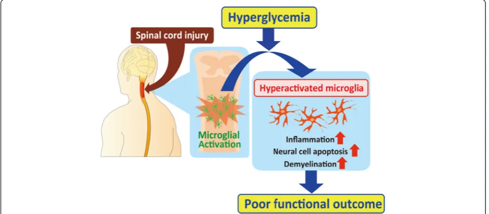 Fig. 2 Hyperglycemia in the acute phase of SCI is associated with poor functional outcomes
