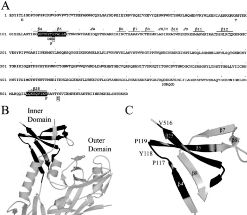 FIG. 1. Mutations introduced into CAEV-63 gp135. (A) Mature gp135 sequence with mutations shown for each amino acid position below thesequence