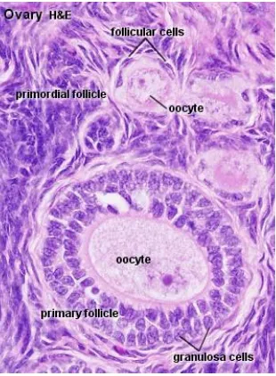 Fig.2. Histology of ovarian cortex 