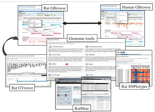 Figure 3. RGD’s genome tools are designed to facilitate navigation and data analysis. From a genome-wide view in the GViewer,researchers can zoom in to a particular area, then view that area in the Rat GBrowse genome browser for a more complete view ofthe 