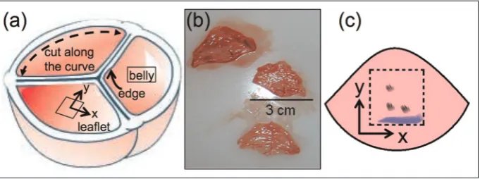 Figure 1. Sample preparation. (a) Leaflets are cut against the wall of the artery represented by the dashed line, (b) three dissectedleaflets, and (c) three dots are marked according to the Cartesian coordinate system: one of the dots acting as the origin and theother two made to define each axis—x-axis represents the circumferential direction and y-axis represents the radial direction of theheart valve tissues.